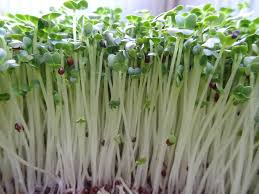 Gói 20g Hạt Giống Rau Mầm Củ Cải Trắng New Zealand _ Thế Giới Rau Mầm