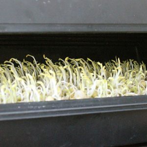 Gói 100g Hạt Giống Rau Mầm Đậu Hà Lan_ Thế Giới Rau Mầm