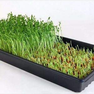 Gói 1Kg Hạt Giống Rau Mầm Đậu Hà Lan_ Thế Giới Rau Mầm