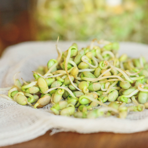 Gói 1kg hạt giống mầm đậu nành