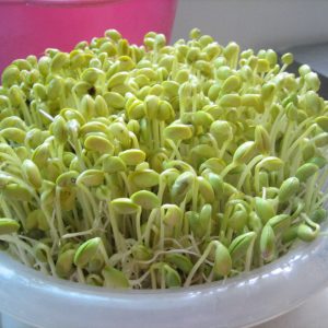 Gói 1kg hạt giống mầm đậu nành