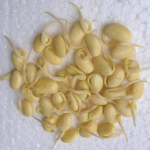 Gói 1kg hạt giống mầm đậu nành