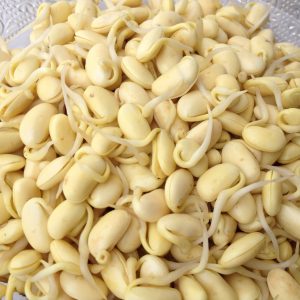 Gói 1kg hạt giống mầm đậu nành