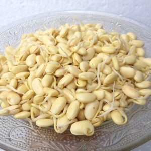 Gói 1kg hạt giống mầm đậu nành