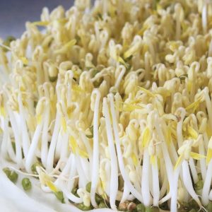 Gói 100g Hạt Giống Rau Mầm Đậu Xanh (Đậu làm Giá Đỗ)_ Thế Giới Rau Mầm