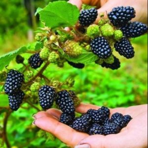 Vỉ 112 cây giống mâm xôi đen