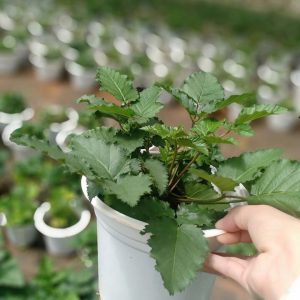 Chậu cây giống trái mâm xôi Đen - Phúc Bồn Tử (BlackBerry)