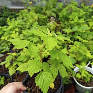 [Cây giống cấy mô] Combo 10 cây giống trái mâm xôi vàng