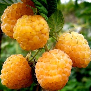 [Cây giống cấy mô] Combo 10 cây giống trái mâm xôi vàng