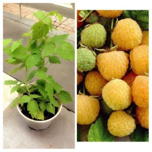 [Cây giống cấy mô] Combo 10 cây giống trái mâm xôi vàng