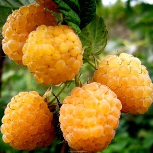 [Cây giống cấy mô] Combo 10 cây giống trái mâm xôi vàng