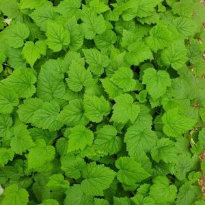 Vỉ 112 cây giống mâm xôi đen