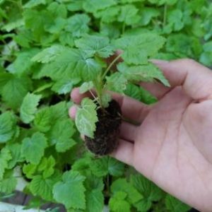 Vỉ 112 cây giống mâm xôi đen