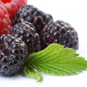 Chậu cây giống trái mâm xôi Đen - Phúc Bồn Tử (BlackBerry)