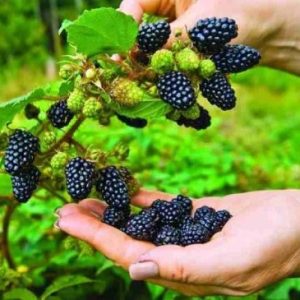 Chậu cây giống trái mâm xôi Đen - Phúc Bồn Tử (BlackBerry)
