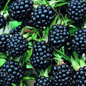 Chậu cây giống trái mâm xôi Đen - Phúc Bồn Tử (BlackBerry)