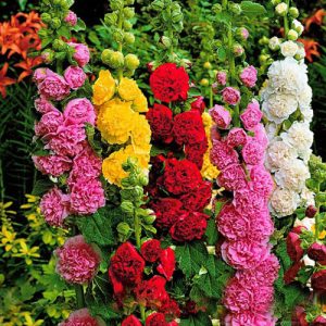 Hạt Giống Hoa Mãn Đình Hồng Kép Nhiều Màu - Gói 50 Hạt