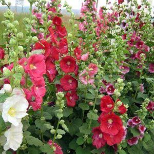 Gói 50 hạt giống hoa mãn đình hồng đơn nhiều màu