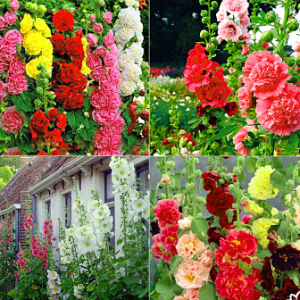 Hạt Giống Hoa Mãn Đình Hồng Kép Nhiều Màu - Gói 50 Hạt