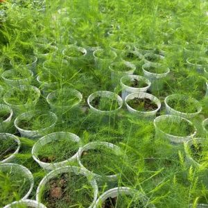 Chậu 3 cây giống măng tây xanh 6 tháng tuổi