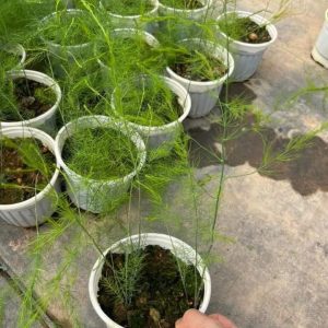 Chậu 3 cây giống măng tây xanh 6 tháng tuổi