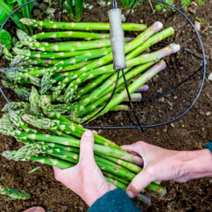 Chậu 3 cây giống măng tây xanh 6 tháng tuổi