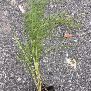 Cây giống măng tây xanh 3 tháng tuổi bầu đất ổn định