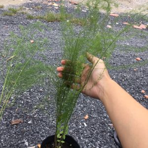 Cây giống măng tây xanh 3 tháng tuổi bầu đất ổn định