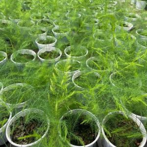 Chậu 3 cây giống măng tây xanh 6 tháng tuổi