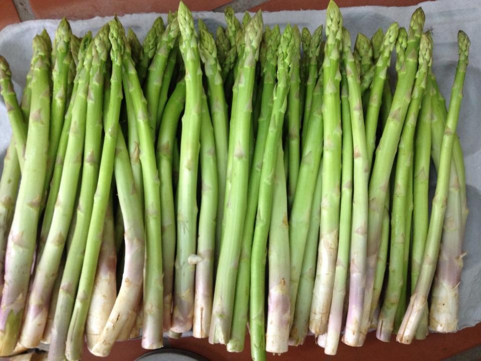 Cây giống măng tây xanh 3 tháng tuổi bầu đất ổn định