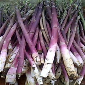 Gói 20 hạt giống măng tây tím California