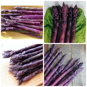 Gói 20 hạt giống măng tây tím California