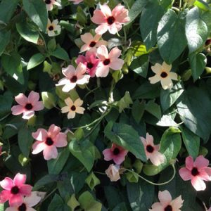 Gói 0.5GR hạt giống hoa Ánh Dương Nhiều Màu (dây leo)