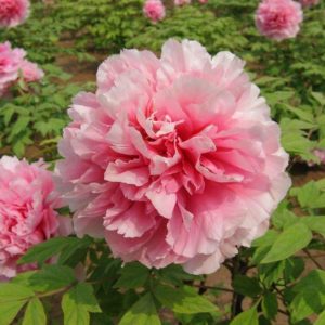 Gói 5 Hạt Giống Hoa Mẫu Đơn Nhiều Màu- NanuSeeds