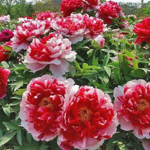 Gói 5 Hạt Giống Hoa Mẫu Đơn Nhiều Màu- NanuSeeds