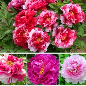 Gói 5 Hạt Giống Hoa Mẫu Đơn Nhiều Màu- NanuSeeds