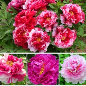 Gói 5 Hạt Giống Hoa Mẫu Đơn Nhiều Màu- NanuSeeds