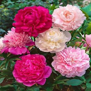 Combo 3 củ giống hoa mẫu đơn đã có 3-6 MẦM SẴN màu ngẫu nhiên