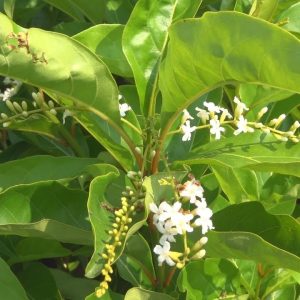 Cây giống Lài Thơm Thái - CayGiongTot