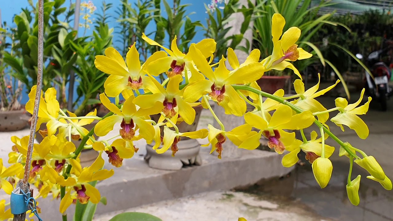 Den nắng Pensoda tỏa sáng trong nắng. Em đã đạt giải nhì tại hội thi Hoa Lan  Bình Tân - YouTube