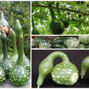 Gói 5 HẠT hạt giống Bầu Thiên Nga