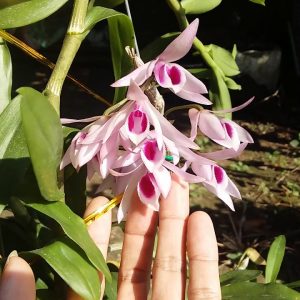 [Giống hiếm] Lan Giả Hạc Hòn Hèo Nha Trang hoa to đẹp rất thơm - Cây giống năm 2 khoẻ mạnh 10 cm