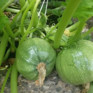 Gói 2GR hạt giống Bí Ngòi Xanh Quả Tròn