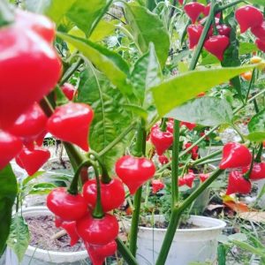 Chậu cây Ớt Habanero trái tim (Heart Habanero) trưởng thành