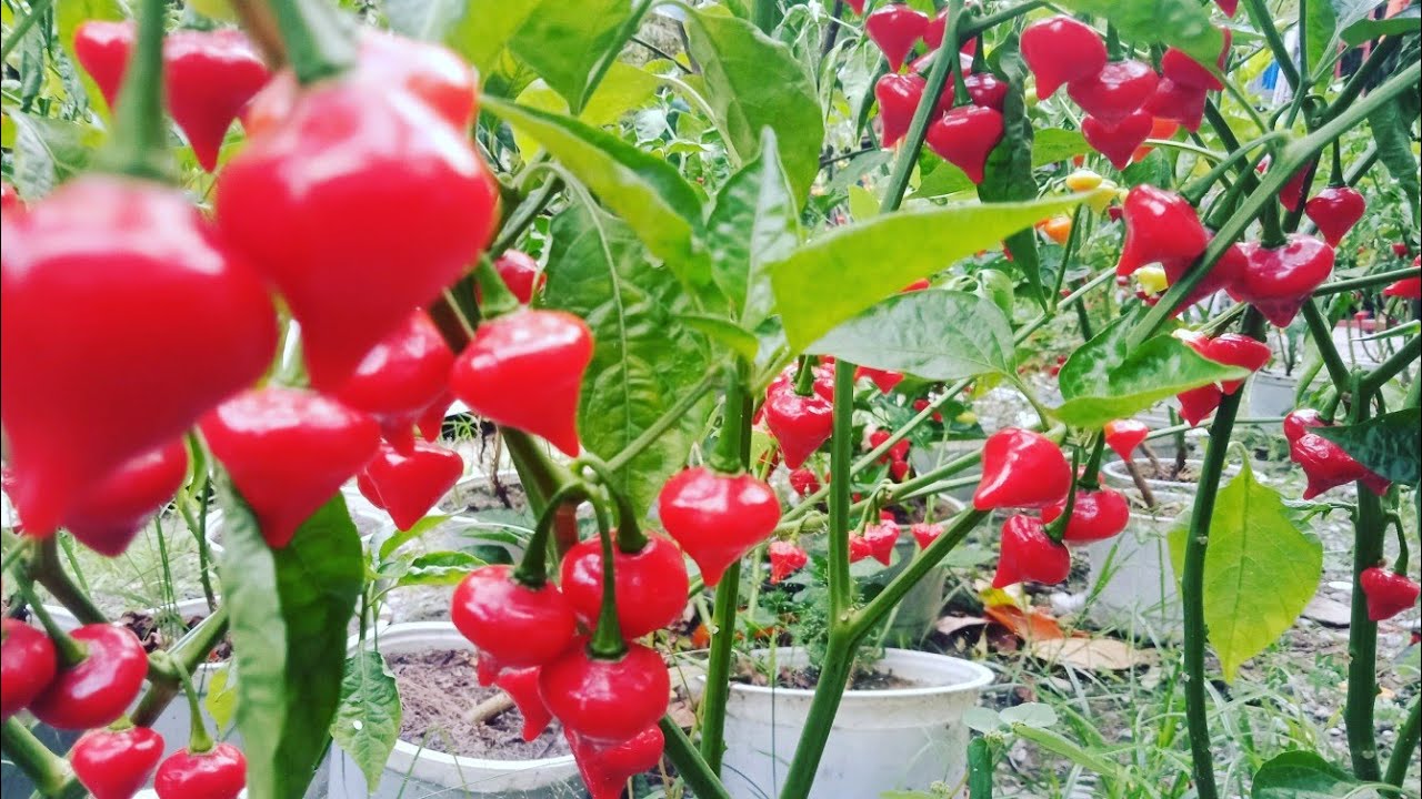 maxresdefault-aa3a4e75-8a2d-4de1-8bc2-45a8ace91e39 Chậu cây Ớt Habanero trái tim (Heart Habanero) trưởng thành