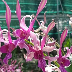 Chậu cây lan dendro nắng tai Thỏ Đỏ - Hoa bền, màu sắc tươi sáng rất lâu tàn