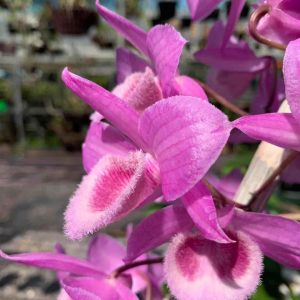 Cốc giống Giả Hạc - Phi Điệp Hồng Ngọc Mắt Xước Mentor 1 thân dài 5-10cm đã thuần vườn