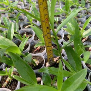 Cốc giống Giả Hạc - Phi Điệp Hồng Ngọc Mắt Xước Mentor 1 thân dài 5-10cm đã thuần vườn