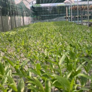 Cốc giống Giả Hạc - Phi Điệp Hồng Ngọc Mắt Xước Mentor 1 thân dài 5-10cm đã thuần vườn