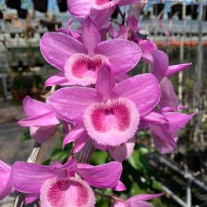 Cốc giống Giả Hạc - Phi Điệp Hồng Ngọc Mắt Xước Mentor 1 thân dài 5-10cm đã thuần vườn